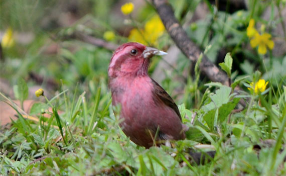 Birds watching in Himalayas