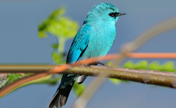 Bird watching in Himalayas