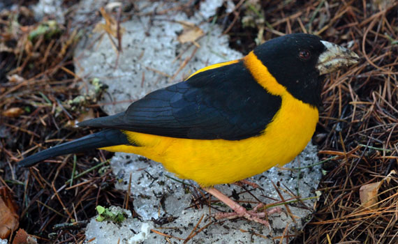 Bird watching in Himalayas