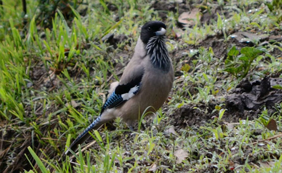Bird watching in Himalayas